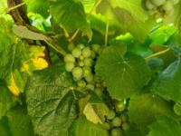 Weinlaube im Burghof Sümeg